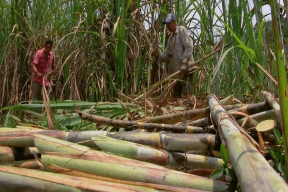 Fesoca: Hasta 60% de ganancias del sector azucarero se va en impuestos