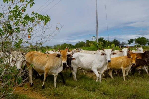 Ganaderos del Zulia exigen ley que pene el abigeato más duramente