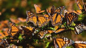Incremento en la población de mariposas monarca marca una esperanza para su conservación