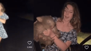 Indignación en Australia por ‘influencer’ estadounidense que capturó a una cría de wómbat para tomarse una foto