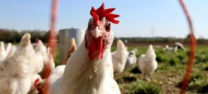 La FAO advierte sobre propagación de la gripe aviar en el mundo : IPS Agencia de Noticias