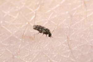Ministerio de Salud confirma cinco casos de virus de oropuche en el país