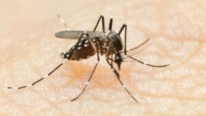 Minsalud confirma detección de 5 casos de fiebre Oropouche en Venezuela