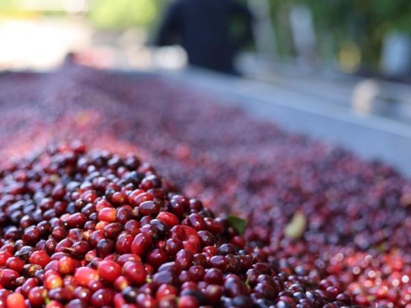 Países donde más está creciendo el mercado para el café colombiano y cómo está el producto en Estados Unidos | Agro | Economía
