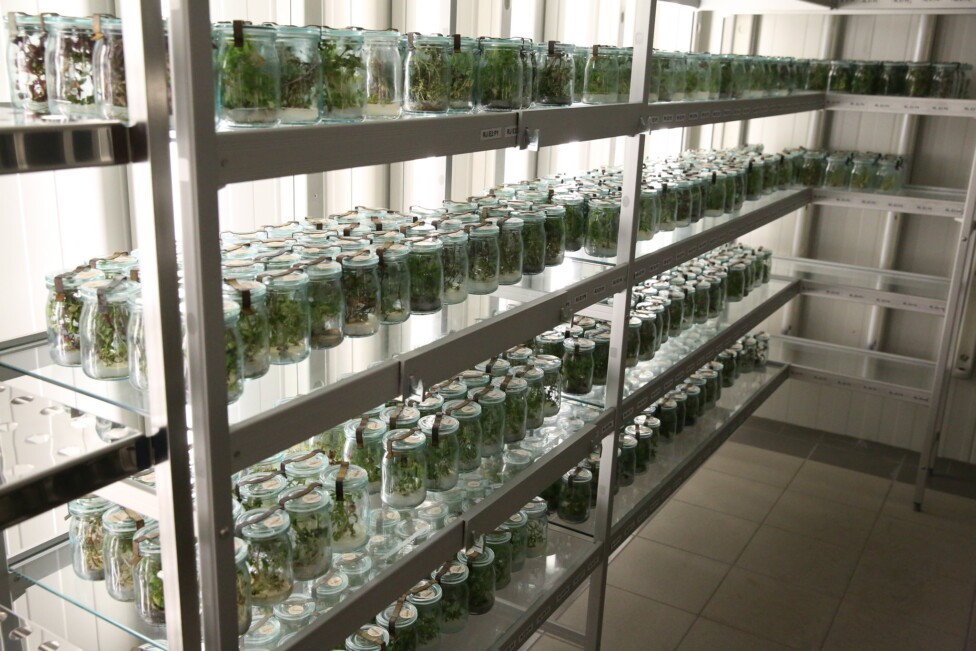 Peligra la diversidad genética de plantas alimenticias y bosques : IPS Agencia de Noticias