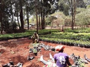 Temor por los bosques de Kenia ante desarrollismo y corrupción del gobierno : IPS Agencia de Noticias