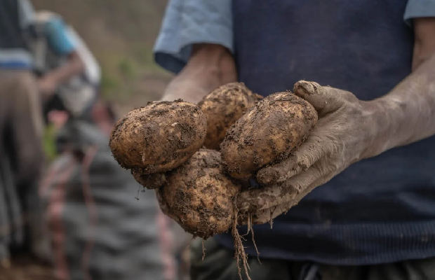 Trujillo: Productores y distribuidores de papa lograron alianza