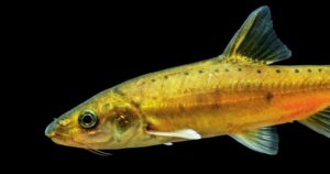 descubren en China un pez dorado sin escamas nunca antes visto que muestra la evolución en acción