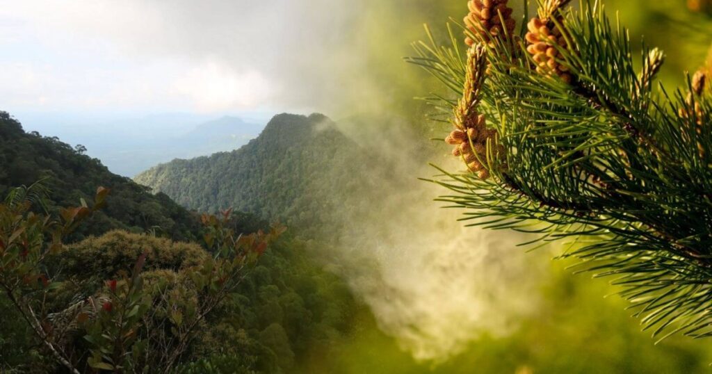 dos granos de polen microscópicos de hace 90 millones de años revelan cómo surgieron los bosques tropicales asiáticos, y lo hicieron mucho antes de lo que se pensaba