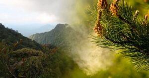 dos granos de polen microscópicos de hace 90 millones de años revelan cómo surgieron los bosques tropicales asiáticos, y lo hicieron mucho antes de lo que se pensaba