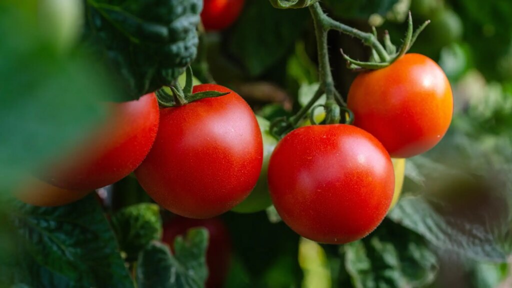 el lugar donde deberías dejar los tomates para que no se estropeen