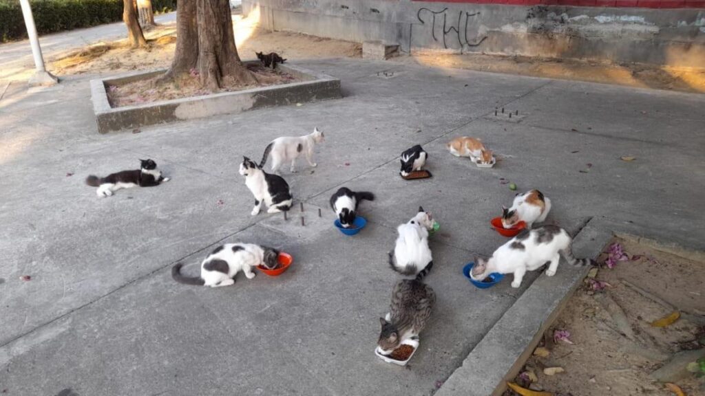lanzan alerta por sobrepoblación de perros y gatos