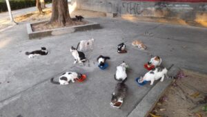 lanzan alerta por sobrepoblación de perros y gatos