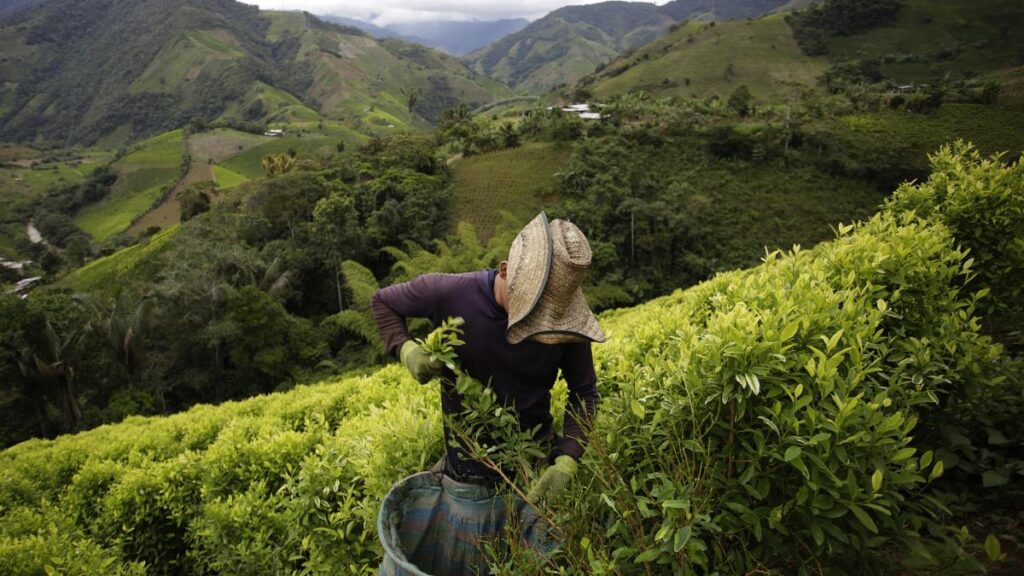 las tanquetas avanzan en medio del mar de coca