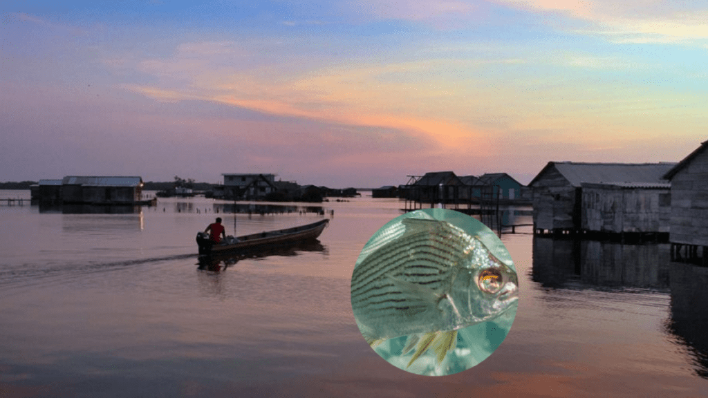 una esperanza para los pescadores de la Ciénaga Grande de Santa Marta
