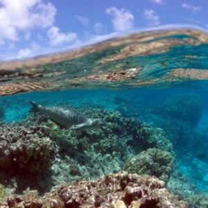 ¿Qué son las corrientes oceánicas y por qué son importantes para el planeta?