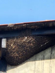 800 habitantes están en riesgo por enjambre de abejas asesinas | Diario El Luchador