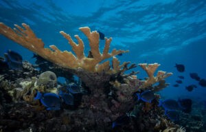 Mares y océanos cada vez más cálidos están causando el blanqueamiento de corales más intenso jamás registrado, y ese deterioro ya afecta ya a 84 por ciento de los arrecifes del mundo, detalla un nuevo informe.