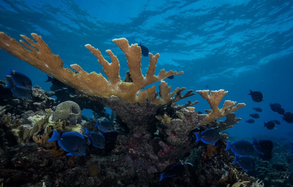 Mares y océanos cada vez más cálidos están causando el blanqueamiento de corales más intenso jamás registrado, y ese deterioro ya afecta ya a 84 por ciento de los arrecifes del mundo, detalla un nuevo informe.