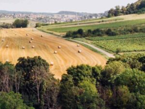 Agricultura y medio ambiente en la Ocde: logros relativos, desafíos urgentes | Agro | Economía