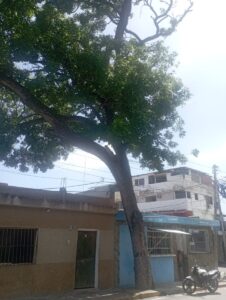 Árbol pone en riesgo a 3 familias en Naiguatá
