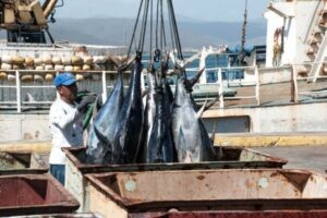 Asopesca reporta paralización de la pesca industrial en el país por alza en precio del combustible