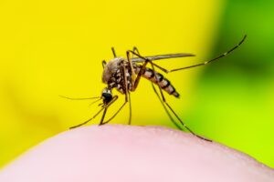 Brote de fiebre amarilla en Colombia preocupa a países vecinos