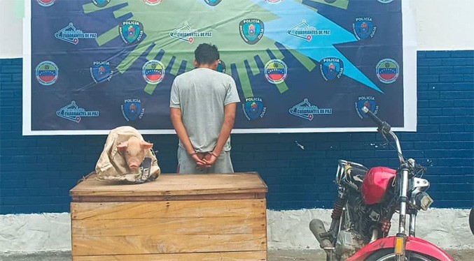 Capturan a un sujeto por robar un cerdo en Machiques