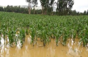 Cerca de 25.000 agricultores peruanos recibirán ayuda del gobierno tras inundaciones - AlbertoNews