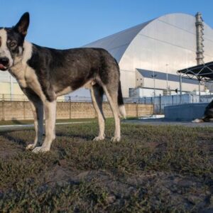 Chernóbil en la actualidad: los perros “radiactivos” de la zona de exclusión ayudan a comprender los efectos de la radiación