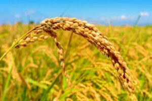 Chile desarrolla un arroz resistente capaz de adaptarse al cambio climático