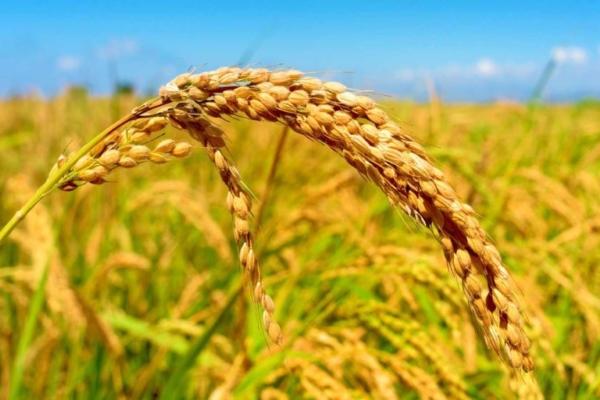 Chile desarrolla un arroz resistente capaz de adaptarse al cambio climático