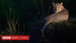 Cómo la fascinación del matemático Alan Turing por las manchas de los leopardos lo llevó a resolver otro enigma