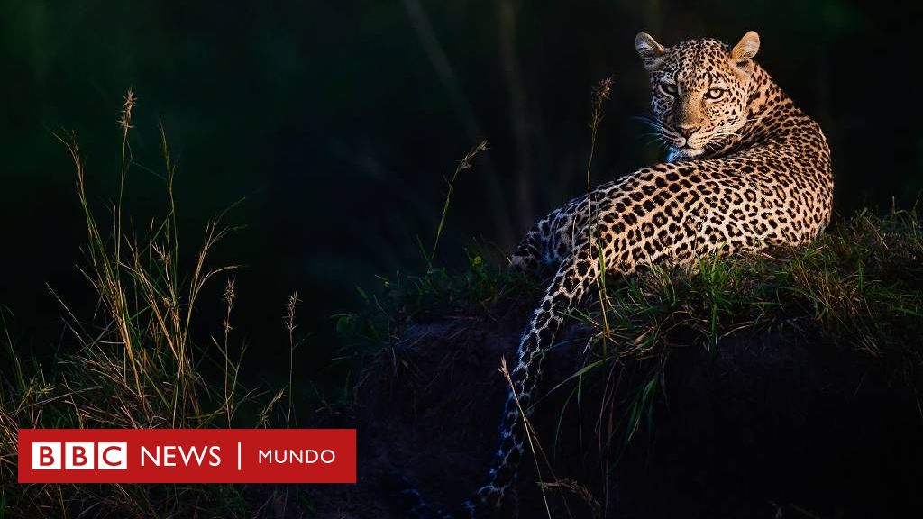 Cómo la fascinación del matemático Alan Turing por las manchas de los leopardos lo llevó a resolver otro enigma