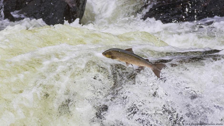 Como un fármaco humano hace al salmón más valiente – DW – 11/04/2025