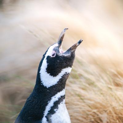 Cómo una "masacre" de pingüinos condujo a nuevas protecciones históricas en Argentina