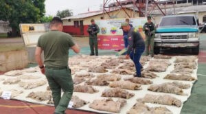 Decomisan casi mil kilos de baba y chigüire