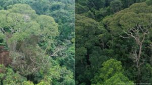 Descubren árbol que "electrocuta" a vecinos para sobrevivir – DW – 09/04/2025