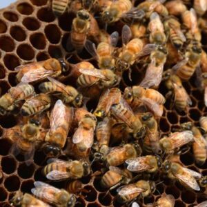 Día de la Tierra 2025: por qué la extinción de las abejas podría desencadenar un caos en el planeta