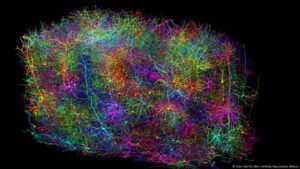 El atlas neuronal que podría cambiar la ciencia para siempre – DW – 10/04/2025