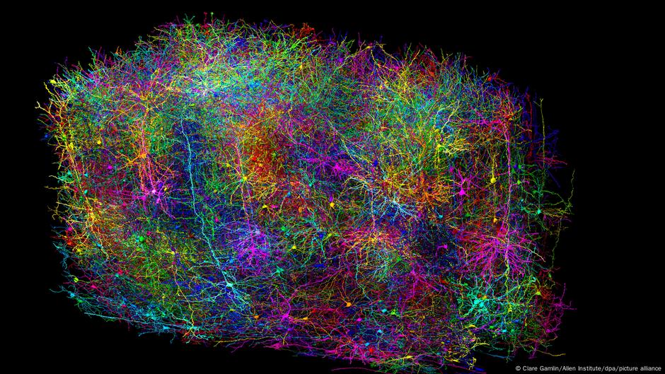 El atlas neuronal que podría cambiar la ciencia para siempre – DW – 10/04/2025