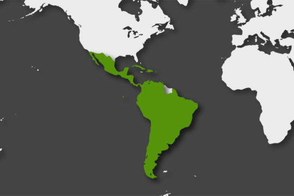 #Enfoque: Conflicto entre China y EEUU abre espacio a potencias emergentes en Latinoamérica