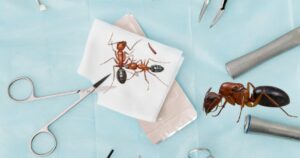 Estas hormigas tienen un sistema médico tan sorprendente que solo los humanos hacen algo parecido: amputar para salvar vidas