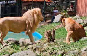 Falleció el Vigilante que intentó acariciar a uno de los Leones del Parque Zoológico Chorros de Milla en Mérida