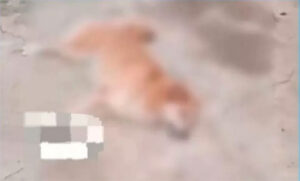 Fiscalía investiga envenenamiento masivo de mascotas en Bolívar
