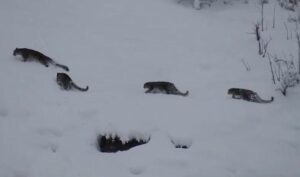 Grupo de los raros leopardos de las nieves avistado en picos de Pakistán : IPS Agencia de Noticias