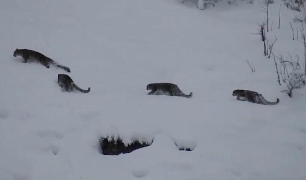 Grupo de los raros leopardos de las nieves avistado en picos de Pakistán : IPS Agencia de Noticias