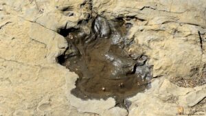Huellas fósiles revelan existencia de dinosaurio con coraza – DW – 16/04/2025