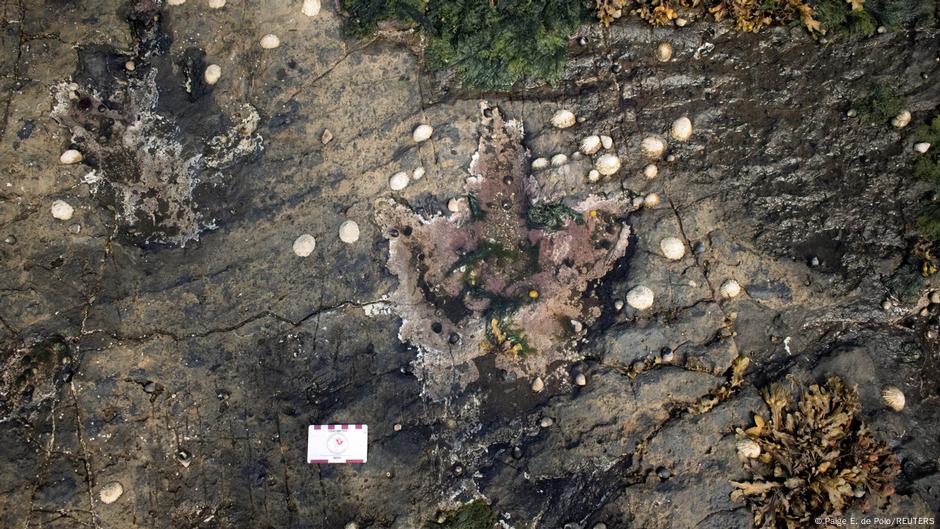 Huellas revelan cómo vivían los dinosaurios en isla escocesa – DW – 04/04/2025