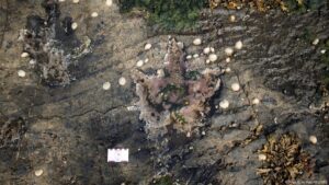 Huellas revelan cómo vivían los dinosaurios en isla escocesa – DW – 04/04/2025
